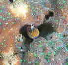 }_M|