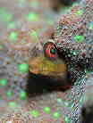 }_M|