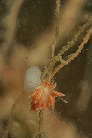 ~mE~EVڂ̈