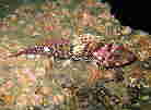 Irnin[