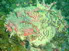 IjIR[