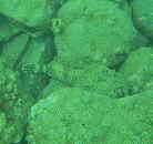 IjIR[