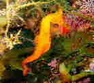 ^cmIgVS